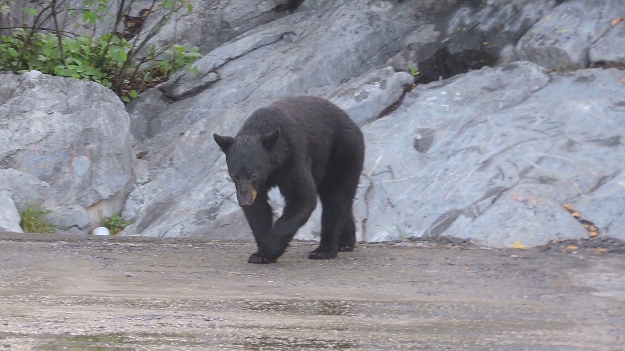 oso en cerro de la silla - YouTube