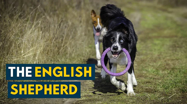 English Shepherd: Everything to Know About This Ra...