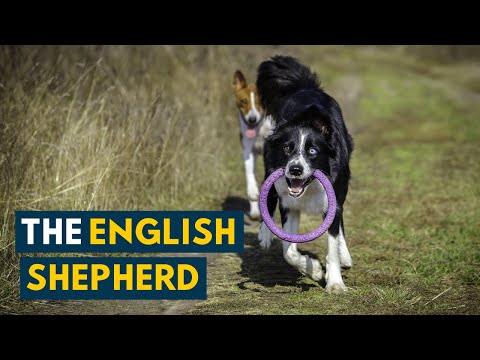 English Shepherd: Everything to Know About This Rare American Shepherd!