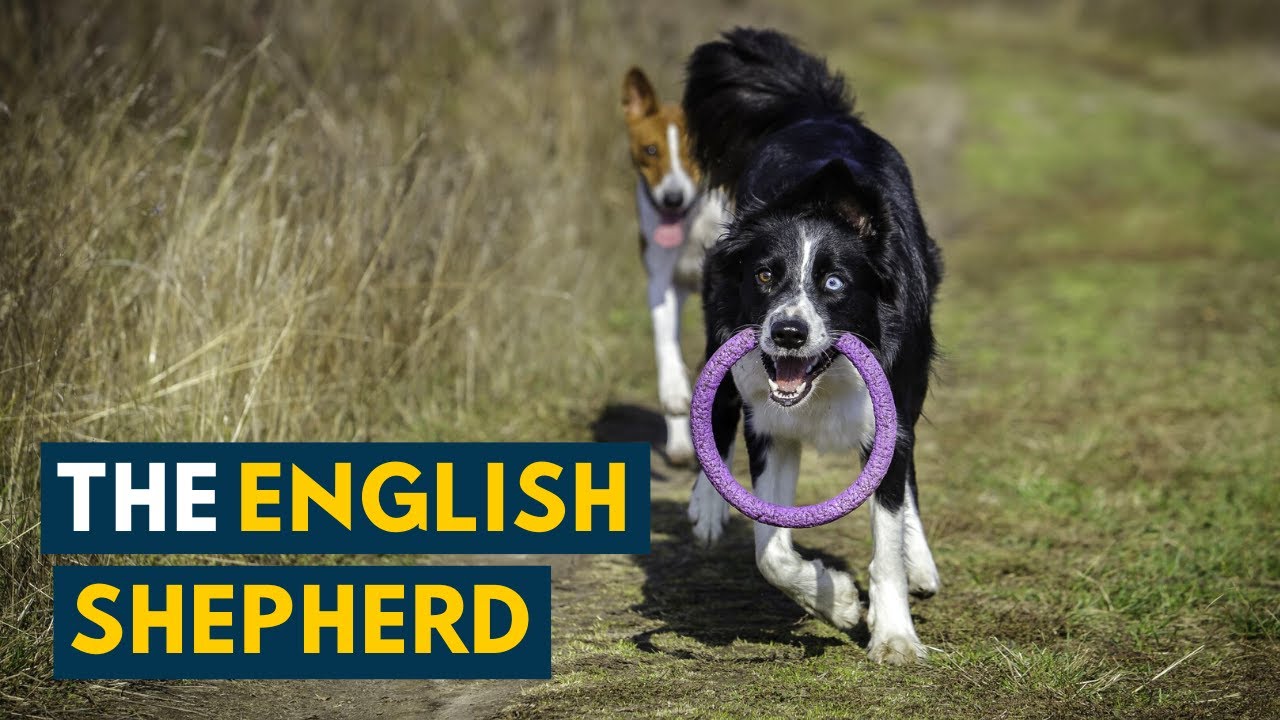 english shepherd dogs 101