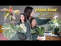Houseplant collection walkthrough 2025 Every plant 