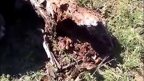 Dead Tree - The aftermath of a Tannerite Exploding Target