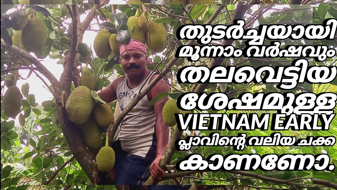 മൂന്നാം  വര്‍ഷത്തെ vietnam early ചക്കയുടെ വലുപ്പം ആരെയും അതിശയിപ്പിക്കുന്നത് ???