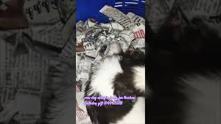 cute dog entry in home(04/04/26)name- shih Tzu 35 days puppy