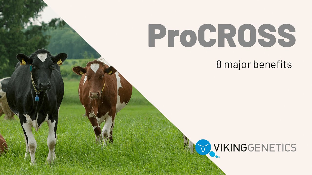Eight major benefits of ProCROSS crossbreeding YouTube