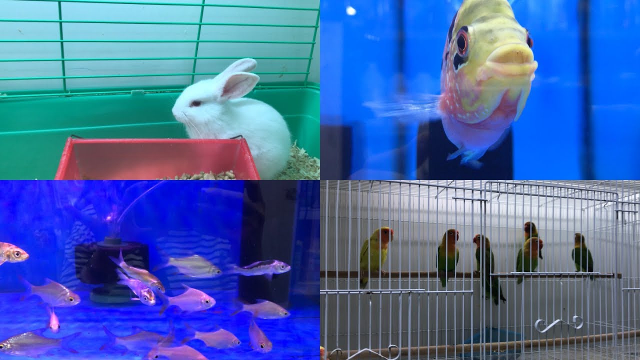 Visiting a Pet Store Small in Satwa Dubai YouTube