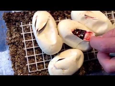 Mystique Reptiles Cutting Clutch #4 - Bumblebee to Normal