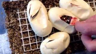 Mystique Reptiles Cutting Clutch #4 - Bumblebee to Normal
