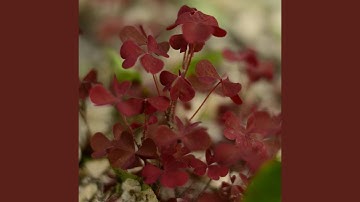 Clouding of consciousness