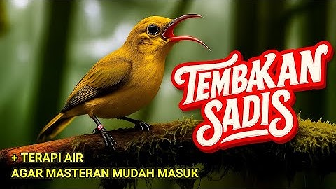 Full tembakan sadis‼️ Masteran sogon gacor isian cililin + terapi air agar mudah masuk