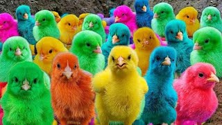 World Cute Chickens, Colorful Chickens, Rainbows Chickens, Cute Ducks, Cat, Rabbits,Cute Animals🐤🐟🦢