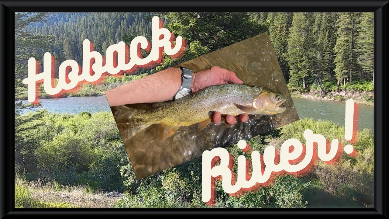 Fly Fishing beautiful Hoback River (Wyoming) for Cutthroat Trout YouTube