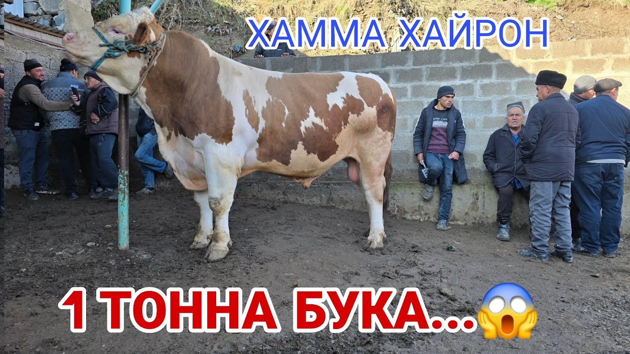 ДЕВАШТИЧ! РАФТАМ 1 ТОННА БУКА ДАРОМАД..#rek #rekomendasi #khujand 