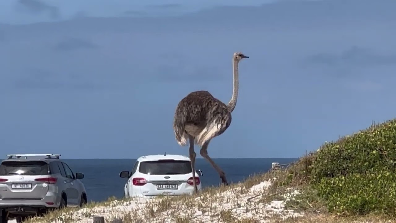 Дороги ЮАР…