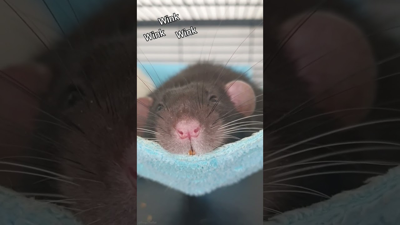 How to hammock: Teeth ON, b&ouml;lls OUT. By ✨️Joey✨️