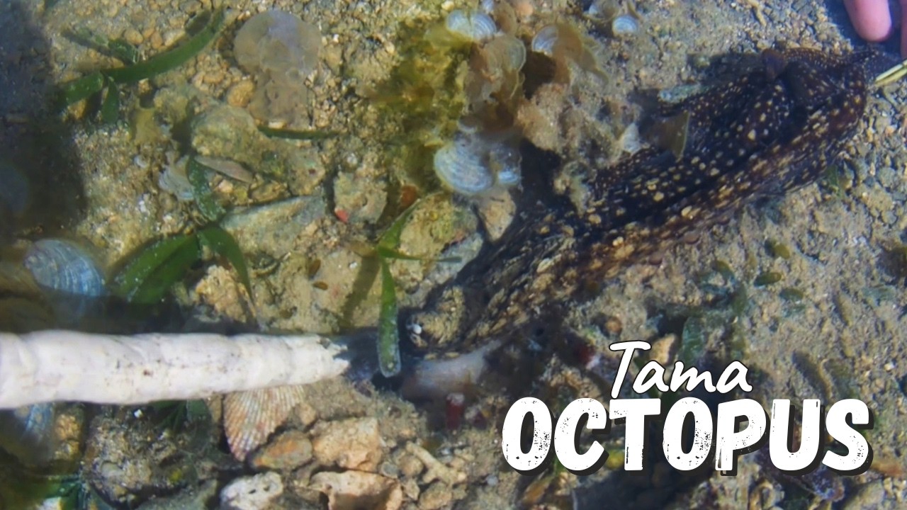 Eel (Bakasi) og Octopus (Tama)