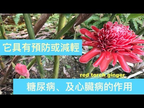 火炬薑~(拉沙花)~的功效和作用.Health Benefit of Torch Ginger.Khasiat Bunga Kantan.