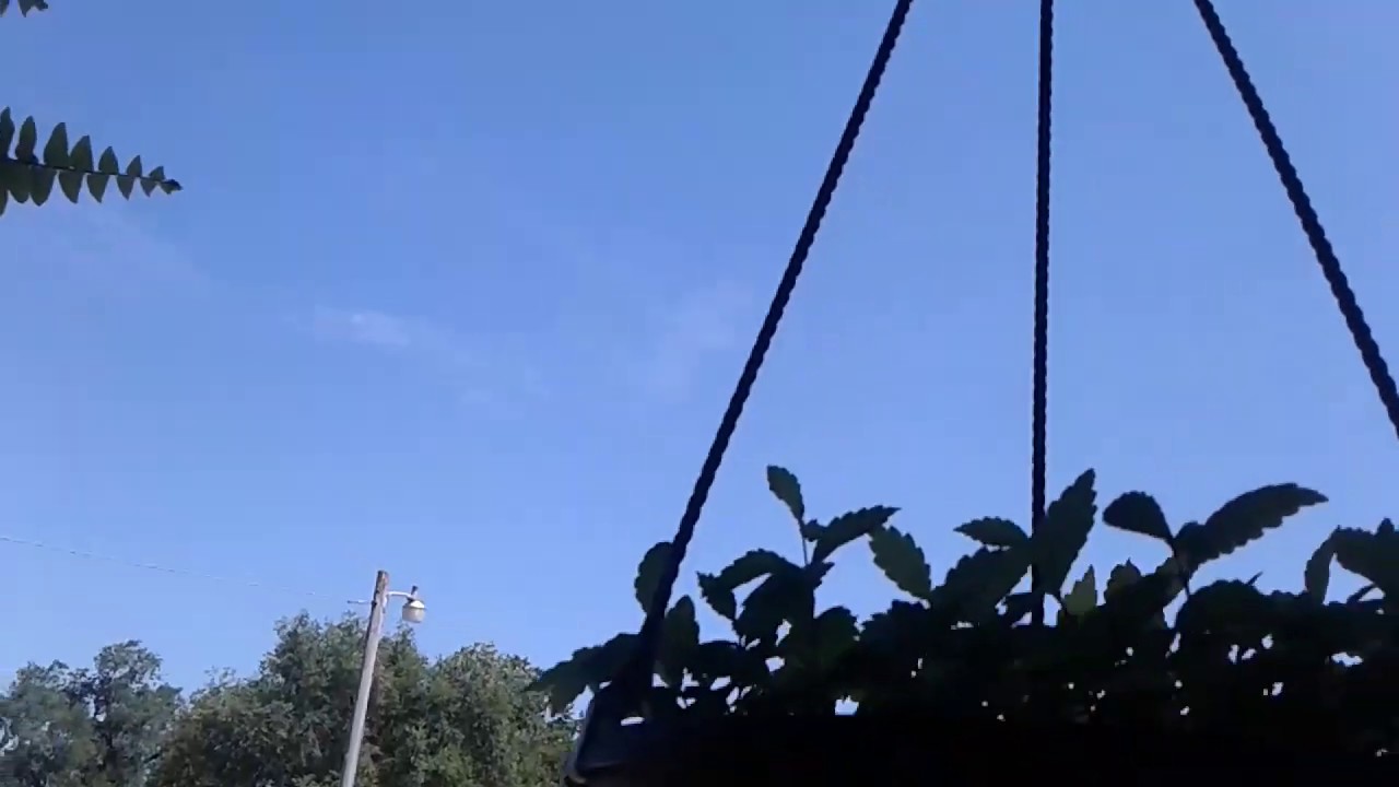 Growing banana peppers, repotted succulents, & more 