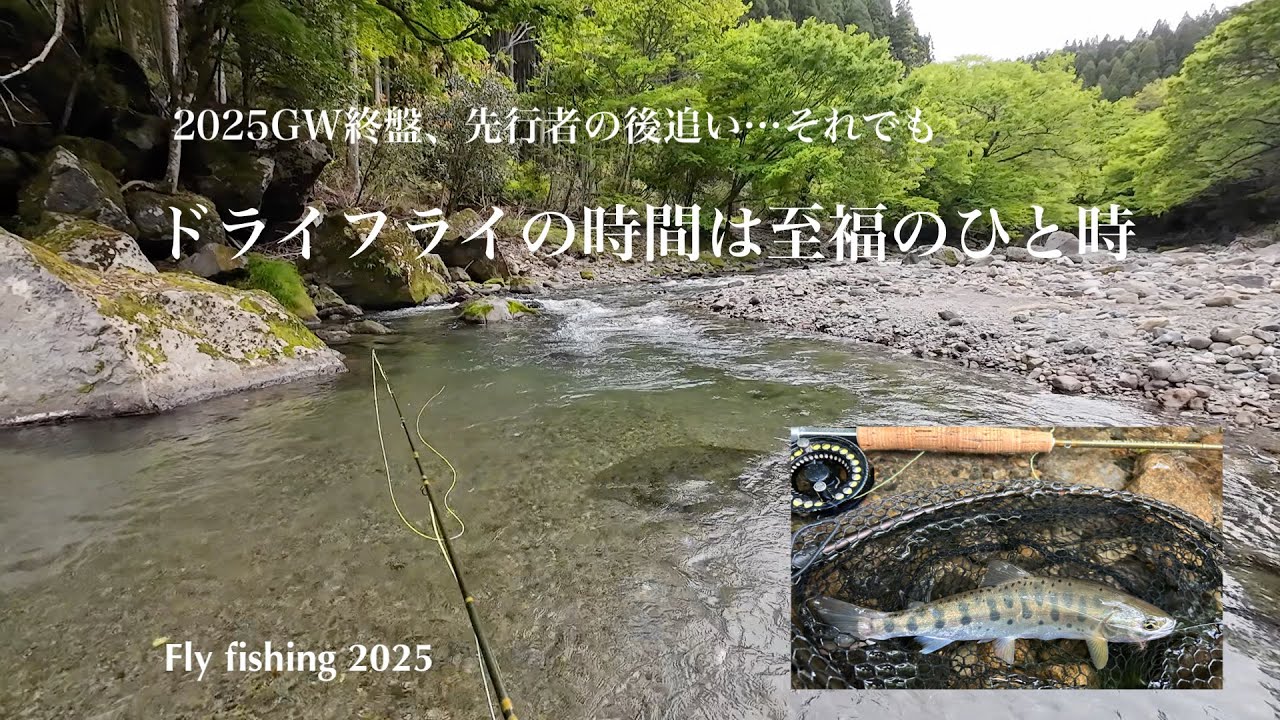 GW終盤、先行者の後追い/ドライフライの時間は至福のひと時　fly fishing 2025