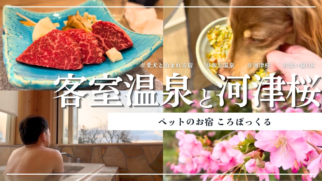【犬連れ旅行静岡伊豆宿】客室温泉に極上愛鷹牛🥩ペットのお宿ころぽっくる宿泊記 1泊2日わんこ旅2/4 2026.1