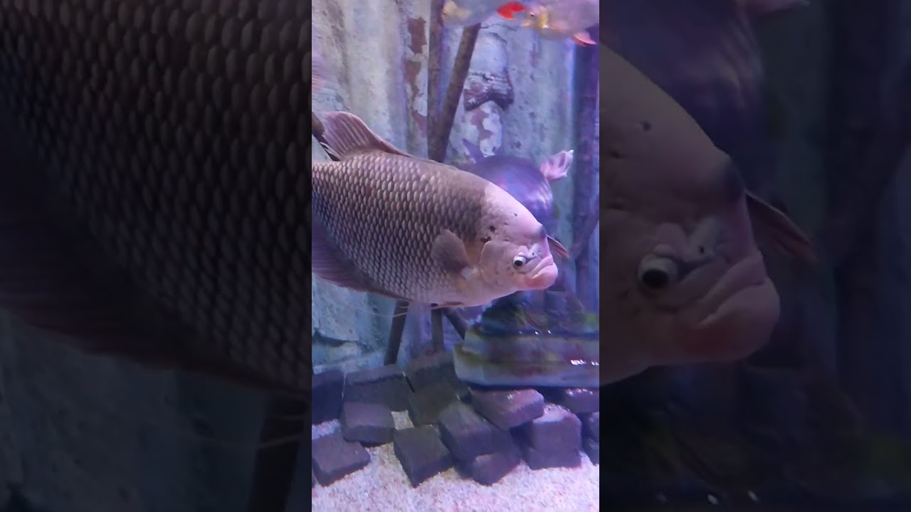 Vlad at Rotterdam Mall in Schenectady, NY