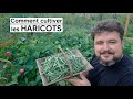 Comment cultiver les HARICOTS