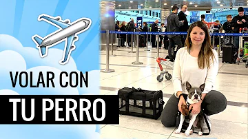 ¿Se puede llevar un perro de 15 kilos en un avión?