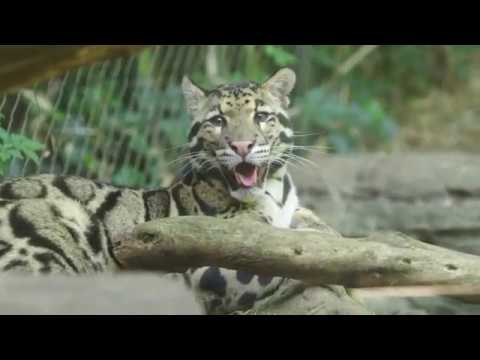 A DAY AT NASHVILLE ZOO - Things to do in Nashville, TN - YouTube