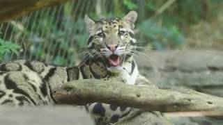 A DAY AT NASHVILLE ZOO - Things to do in Nashville, TN