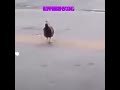 bro is in hell ☠️ #edit #edits #chicken #fypシ゚ #fyp #viralvideo