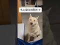 『もう寝る時間だよ』ってじいちゃんに教えにきてくれるきな子🐶　#保護犬　#犬　#かわいい犬 #大型犬　#shorts