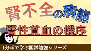 1分半で学ぶ国試勉強「慢性腎不全の症状とは」