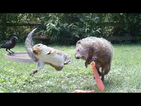 Squirrel Dropkicks Groundhog *BADASS*