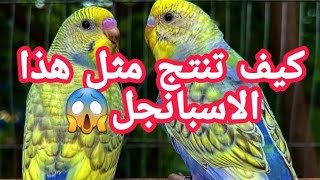 كيف تجعل من طفرة اسبانجل تركيبة رائعة وكلها ألوان وثمنها مثل ثمن الرينبو 😱طريقة مجربة🦜