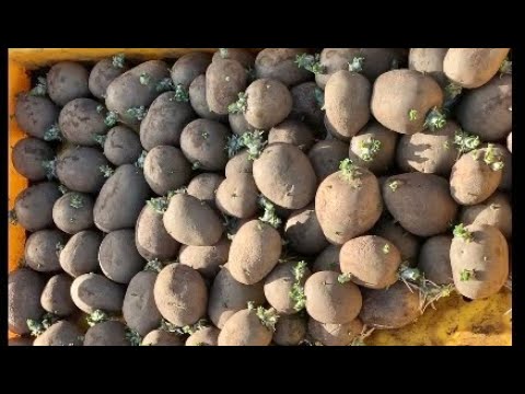 Video: En Ny Måte å Plante Poteter På