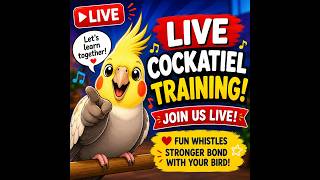 🐦Cockatiel Training!  Join Us Live! 🐦🎤 #livetraining #cockatiel #animals #pets