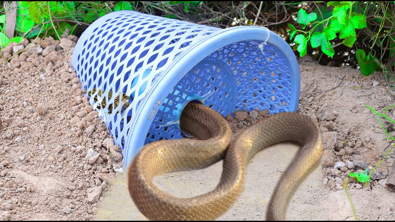 Easy Snake Trap - Creative DIY Snake Trap make from Blue Basket Work 100% 