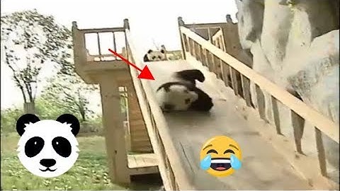 FLUFFY PANDAS PLAYING ON THE SLIDE IS THE CUTEST VIDEO ON THE INTERNET TODAY