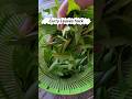 How to store curry leaves fresh for months in fridge #shorts