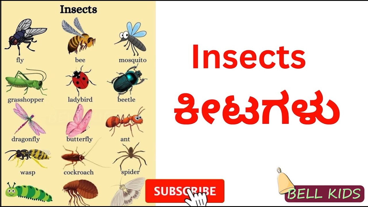 Tigani Insect insects/ಕೀಟಗಳು/names kannada /english - YouTube