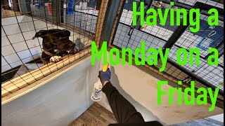 Dog and cat boarding business from home! Having a MONDAY on a FRIDAY! #dog #vlog #dogboarding