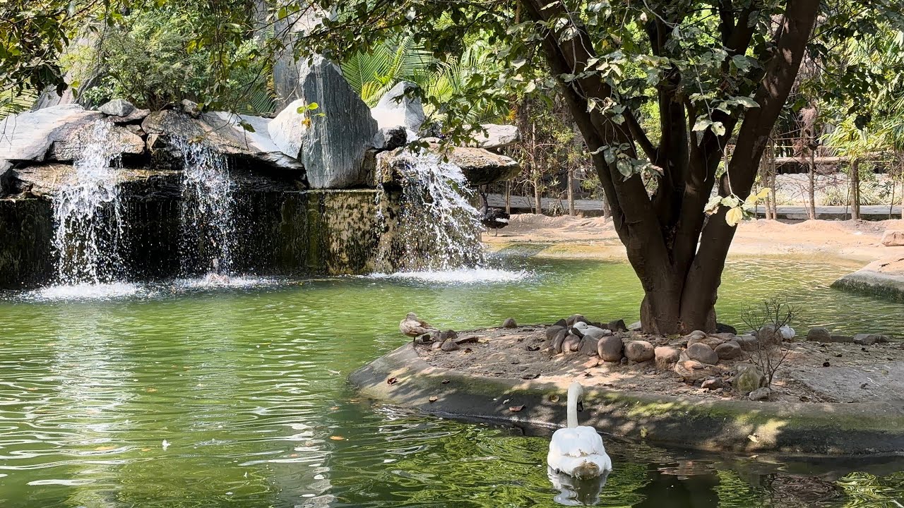 Chandigarh bird park 🦢 and nature walking trail 🌳 - YouTube