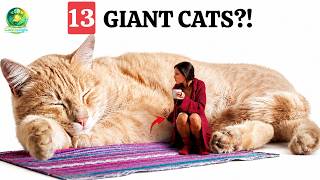 13 THE BIGGEST CATS In The World | Cat Behavior Explained
