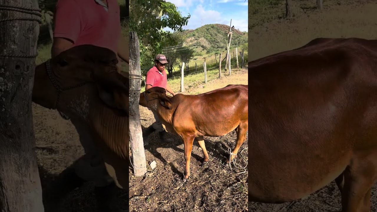 Aplicando dosis final de cobrex en tratamiento para eliminar una verruga🐄🌽🇨🇴☕️🙏🏼😍