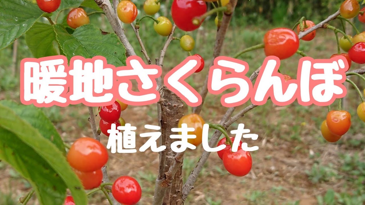 暖地さくらんぼを植えました Youtube