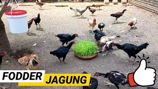 BERHASIL!!! Eksperimen FODDER JAGUNG Untuk Pakan Tambahan Ternak Ayam Kampung. screenshot 4