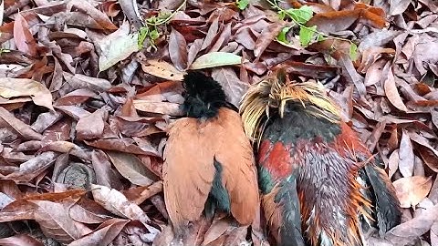 Nyas qaib qus sawv ntxov tau hauj lwm kawg