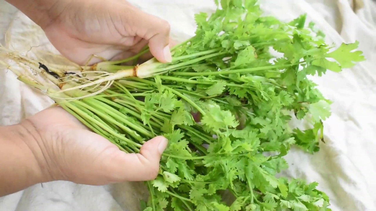 how to store green leafy vegetable|Cilantro SavingTip.How to keep Coriander Fresh for long in