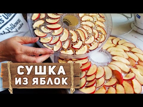 Как сушить яблоки в сушилке? Быстрая заготовка сушки из яблок на зиму