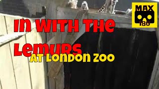 In with the Lemurs at London Zoo (VR180 - 3D)